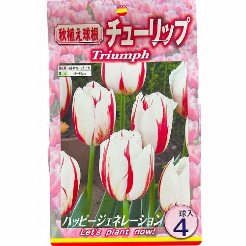 球根　チューリップ二色咲き【5袋セット】　秋・冬植え ガーデニング 花壇 品種おまかせ 福袋 |  | 03