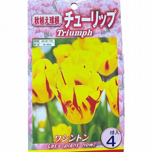 球根　チューリップ二色咲き【5袋セット】　秋・冬植え ガーデニング 花壇 品種おまかせ 福袋 |  | 04