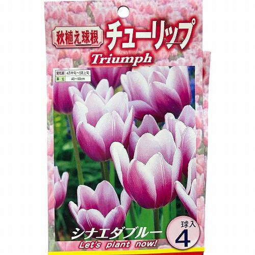 球根　チューリップ二色咲き【5袋セット】　秋・冬植え ガーデニング 花壇 品種おまかせ 福袋 |  | 05