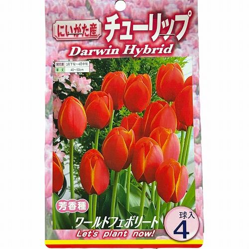 球根　チューリップ二色咲き【5袋セット】　秋・冬植え ガーデニング 花壇 品種おまかせ 福袋 |  | 06