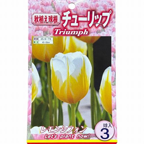 球根　チューリップ二色咲き【5袋セット】　秋・冬植え ガーデニング 花壇 品種おまかせ 福袋 |  | 07