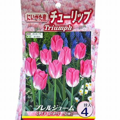 球根　チューリップ二色咲き【5袋セット】　秋・冬植え ガーデニング 花壇 品種おまかせ 福袋 |  | 08