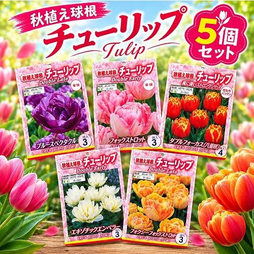 球根　チューリップ八重咲き【5袋セット】　秋・冬植え ガーデニング 花壇 品種おまかせ 福袋 | 