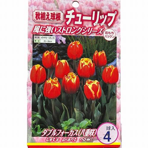 球根　チューリップ八重咲き【5袋セット】　秋・冬植え ガーデニング 花壇 品種おまかせ 福袋 |  | 05