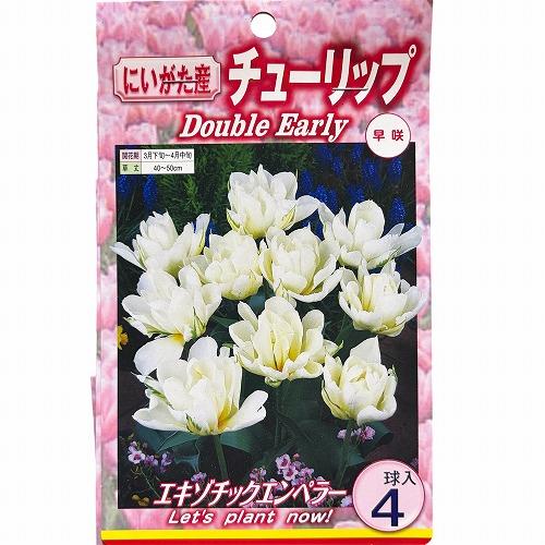 球根　チューリップ八重咲き【5袋セット】　秋・冬植え ガーデニング 花壇 品種おまかせ 福袋 |  | 06