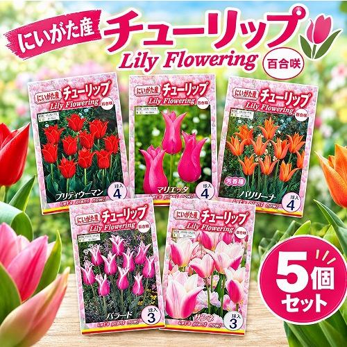 球根　チューリップ百合咲き【5袋セット】　秋・冬植え ガーデニング 花壇 品種おまかせ 福袋 | 