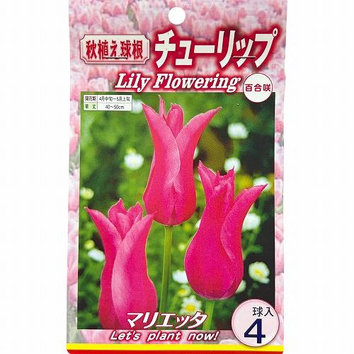 球根　チューリップ百合咲き【5袋セット】　秋・冬植え ガーデニング 花壇 品種おまかせ 福袋 |  | 02