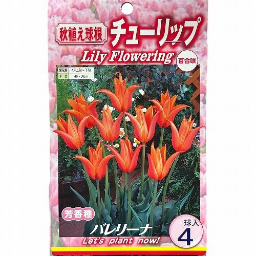球根　チューリップ百合咲き【5袋セット】　秋・冬植え ガーデニング 花壇 品種おまかせ 福袋 |  | 03