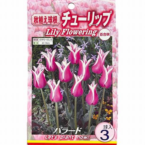 球根　チューリップ百合咲き【5袋セット】　秋・冬植え ガーデニング 花壇 品種おまかせ 福袋 |  | 04
