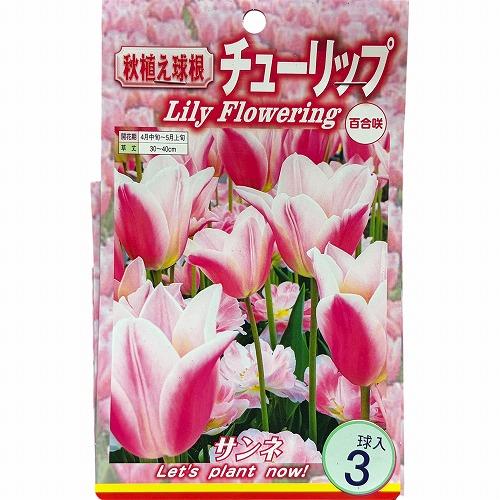球根　チューリップ百合咲き【5袋セット】　秋・冬植え ガーデニング 花壇 品種おまかせ 福袋 |  | 05