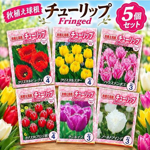球根　チューリップフリンジ咲き【5袋セット】　秋・冬植え ガーデニング 花壇 品種おまかせ 福袋 | 