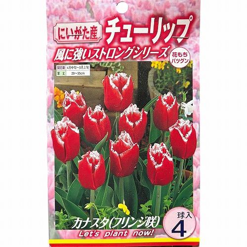 球根　チューリップフリンジ咲き【5袋セット】　秋・冬植え ガーデニング 花壇 品種おまかせ 福袋 |  | 03