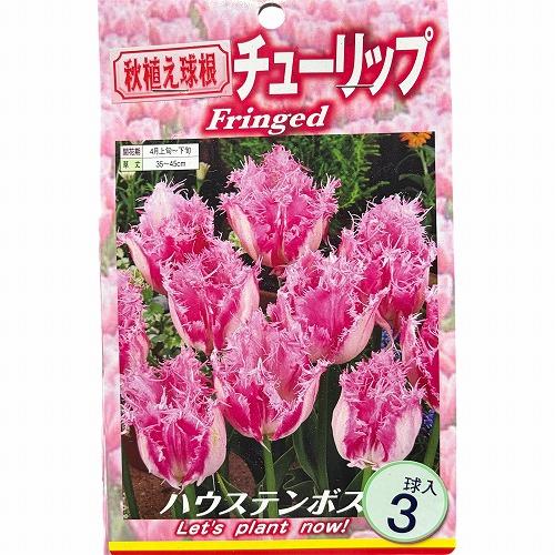 球根　チューリップフリンジ咲き【5袋セット】　秋・冬植え ガーデニング 花壇 品種おまかせ 福袋 |  | 04