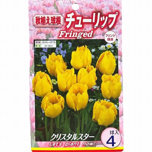 球根　チューリップフリンジ咲き【5袋セット】　秋・冬植え ガーデニング 花壇 品種おまかせ 福袋 |  | 05