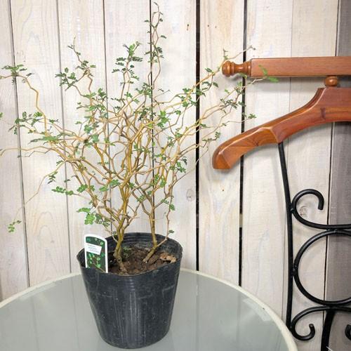 観葉植物 ミクロフィラ 大株 可愛い １点もの ソフォラ プロスタータ リトルベイビー 5号 Leafs ヤフー店 通販 Yahoo ショッピング