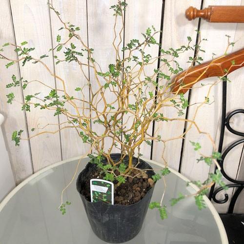 観葉植物 ミクロフィラ 大株 可愛い １点もの ソフォラ プロスタータ リトルベイビー 5号 Leafs ヤフー店 通販 Yahoo ショッピング