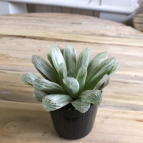 多肉植物 可愛い 珍しい レア 斑入 ハオルチア ピリフェラ 錦 ２号ｐ 2 Leafs ヤフー店 通販 Yahoo ショッピング