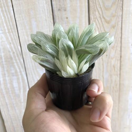 多肉植物 可愛い 珍しい レア 斑入 ハオルチア ピリフェラ 錦 ２号ｐ 2 Leafs ヤフー店 通販 Yahoo ショッピング