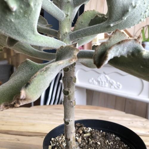 多肉植物 室内園芸 インテリア カッコいい 大株 カランコエ ファング ５号 B Leafs ヤフー店 通販 Yahoo ショッピング