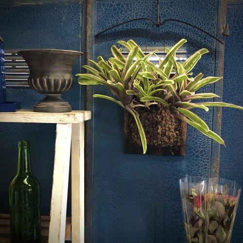 観葉植物 インテリア ハンキング 初心者 育てやすい 観葉 壁掛け ネオレゲリア ファイヤーボール バリエガータ Leafs ヤフー店 通販 Yahoo ショッピング