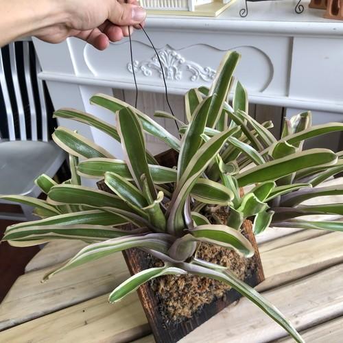 観葉植物 インテリア ハンキング 初心者 育てやすい 観葉 壁掛け ネオレゲリア ファイヤーボール バリエガータ Leafs ヤフー店 通販 Yahoo ショッピング