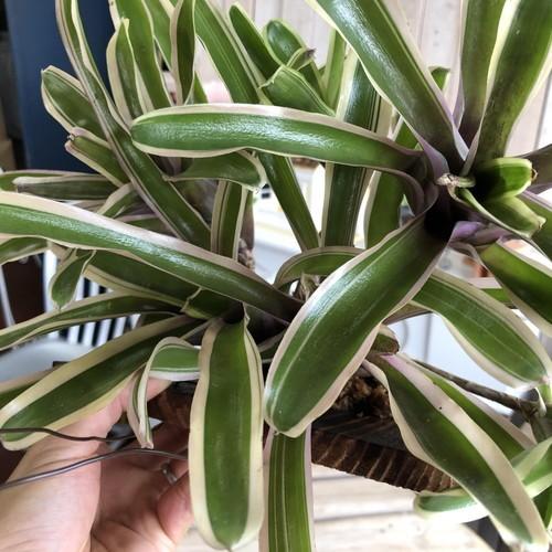 観葉植物 インテリア ハンキング 初心者 育てやすい 観葉 壁掛け ネオレゲリア ファイヤーボール バリエガータ Leafs ヤフー店 通販 Yahoo ショッピング