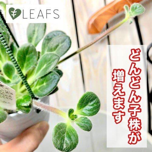 観葉植物 吊り下げ　プリムリナ リトルドラゴン 3号吊り鉢※株小さめ(個体おまかせ1鉢)　花鉢 オシャレ かわいい 珍しい レア 小さい インテリア セントポーリア |  | 02