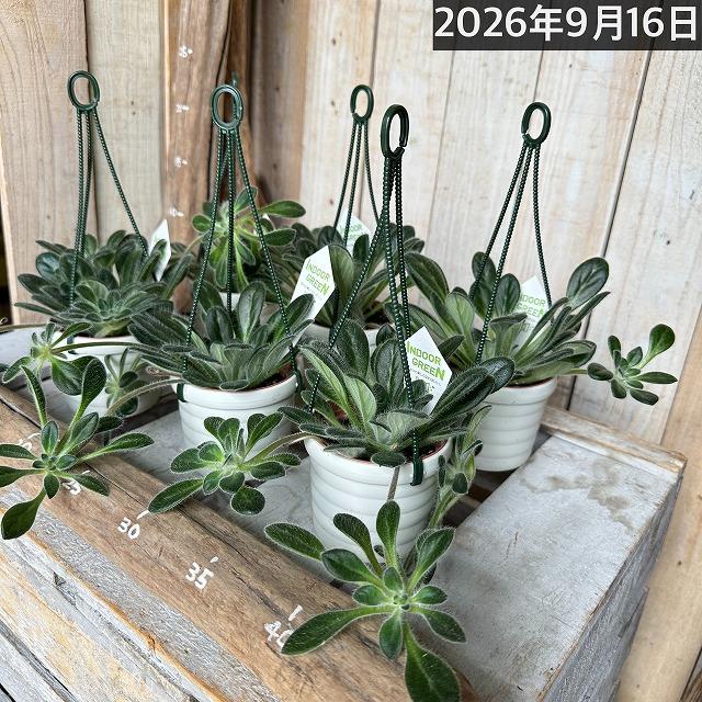観葉植物 吊り下げ　プリムリナ リトルドラゴン 3号吊り鉢(個体おまかせ1鉢)　花鉢 オシャレ かわいい 珍しい レア 小さい インテリア セントポーリア |  | 10
