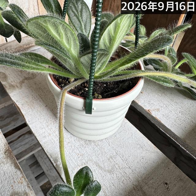 観葉植物 吊り下げ　プリムリナ リトルドラゴン 3号吊り鉢(個体おまかせ1鉢)　花鉢 オシャレ かわいい 珍しい レア 小さい インテリア セントポーリア |  | 11