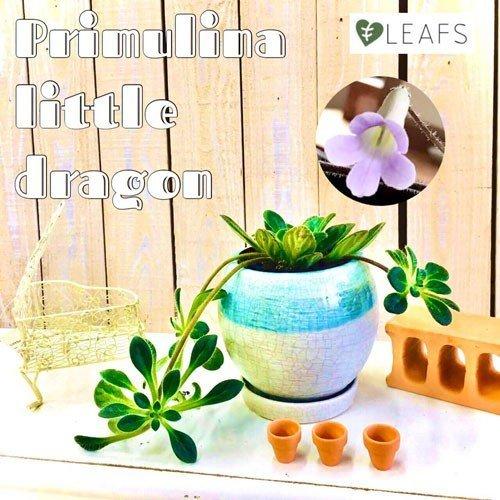 観葉植物 インテリア 室内園芸 レア マニア向け プリムリナ リトルドラゴン ３号吊り鉢 Leafs ヤフー店 通販 Yahoo ショッピング