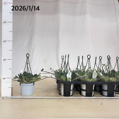 観葉植物 吊り下げ　プリムリナ リトルドラゴン 3号吊り鉢(個体おまかせ1鉢)　花鉢 オシャレ かわいい 珍しい レア 小さい インテリア セントポーリア |  | 05