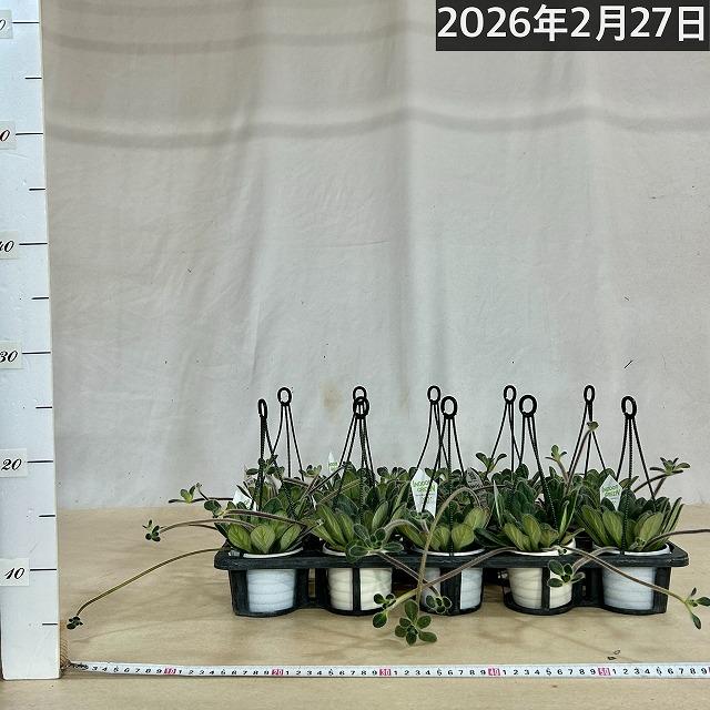 観葉植物 吊り下げ　プリムリナ リトルドラゴン 3号吊り鉢(個体おまかせ1鉢)　花鉢 オシャレ かわいい 珍しい レア 小さい インテリア セントポーリア |  | 05