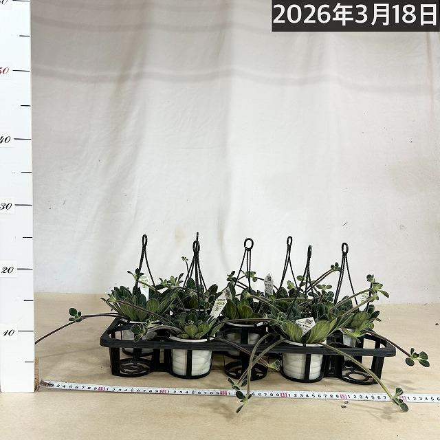 観葉植物 吊り下げ　プリムリナ リトルドラゴン 3号吊り鉢(個体おまかせ1鉢)　花鉢 オシャレ かわいい 珍しい レア 小さい インテリア セントポーリア |  | 05