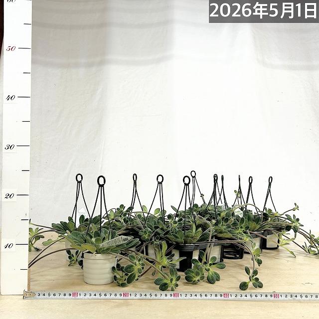 観葉植物 吊り下げ　プリムリナ リトルドラゴン 3号吊り鉢(個体おまかせ1鉢)　花鉢 オシャレ かわいい 珍しい レア 小さい インテリア セントポーリア |  | 05