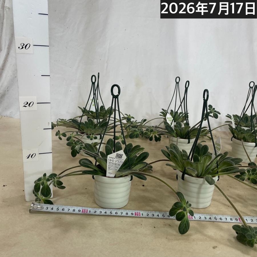 観葉植物 吊り下げ　プリムリナ リトルドラゴン 3号吊り鉢(個体おまかせ1鉢)　花鉢 オシャレ かわいい 珍しい レア 小さい インテリア セントポーリア |  | 05