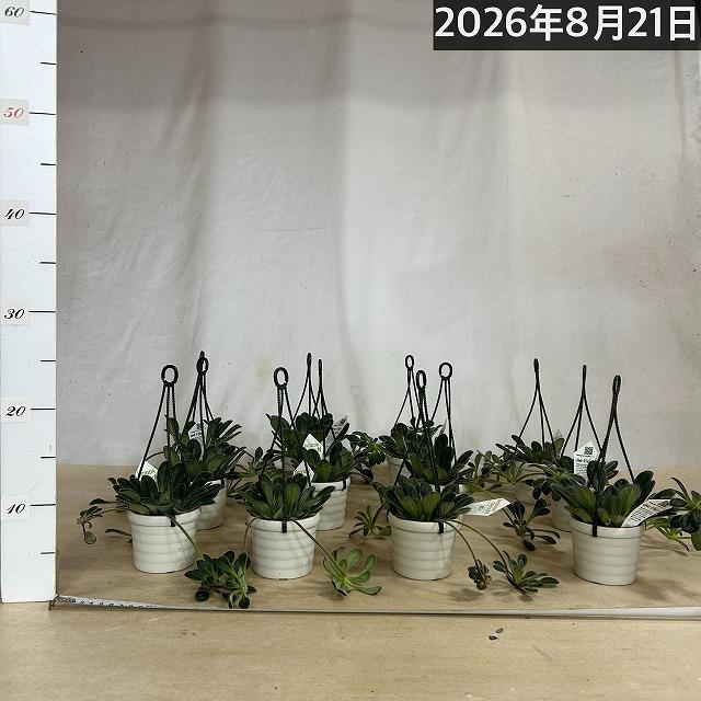 観葉植物 吊り下げ　プリムリナ リトルドラゴン 3号吊り鉢(個体おまかせ1鉢)　花鉢 オシャレ かわいい 珍しい レア 小さい インテリア セントポーリア |  | 05