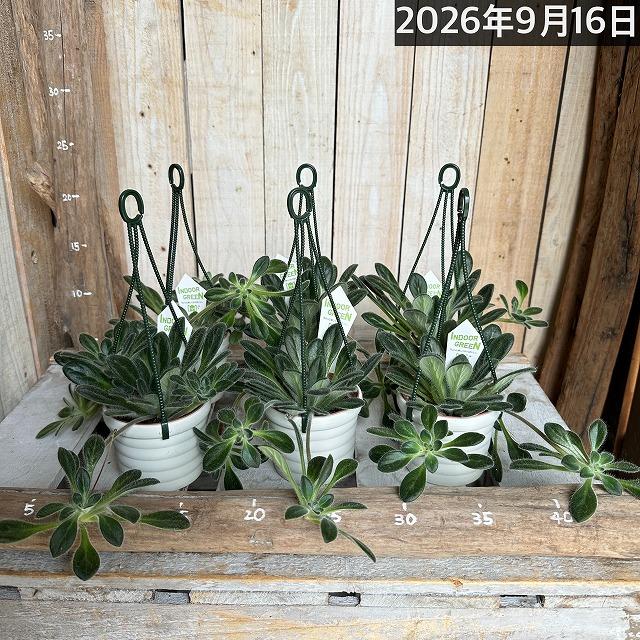 観葉植物 吊り下げ　プリムリナ リトルドラゴン 3号吊り鉢(個体おまかせ1鉢)　花鉢 オシャレ かわいい 珍しい レア 小さい インテリア セントポーリア |  | 05