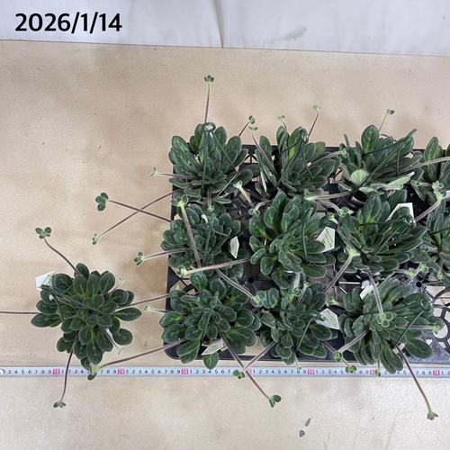 観葉植物 吊り下げ　プリムリナ リトルドラゴン 3号吊り鉢(個体おまかせ1鉢)　花鉢 オシャレ かわいい 珍しい レア 小さい インテリア セントポーリア |  | 06