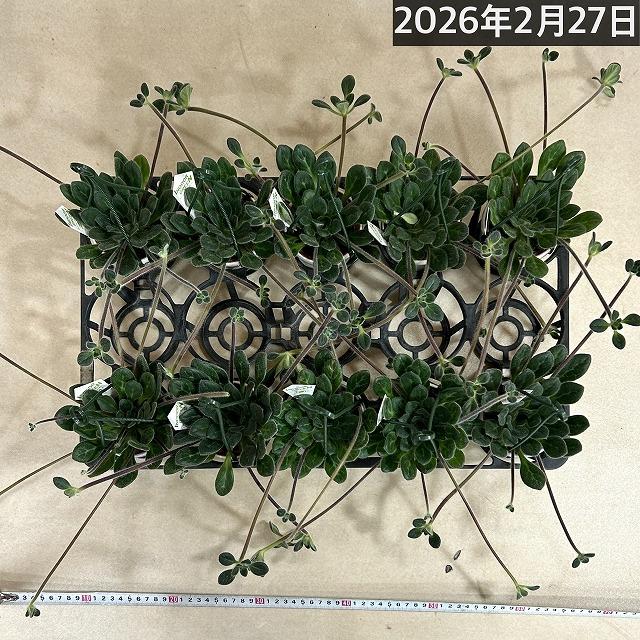 観葉植物 吊り下げ　プリムリナ リトルドラゴン 3号吊り鉢(個体おまかせ1鉢)　花鉢 オシャレ かわいい 珍しい レア 小さい インテリア セントポーリア |  | 06