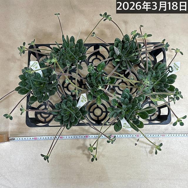 観葉植物 吊り下げ　プリムリナ リトルドラゴン 3号吊り鉢(個体おまかせ1鉢)　花鉢 オシャレ かわいい 珍しい レア 小さい インテリア セントポーリア |  | 06