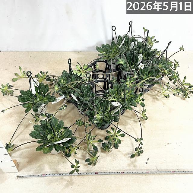 観葉植物 吊り下げ　プリムリナ リトルドラゴン 3号吊り鉢(個体おまかせ1鉢)　花鉢 オシャレ かわいい 珍しい レア 小さい インテリア セントポーリア |  | 06