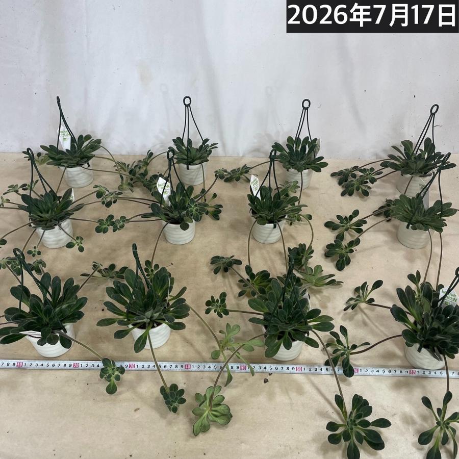 観葉植物 吊り下げ　プリムリナ リトルドラゴン 3号吊り鉢(個体おまかせ1鉢)　花鉢 オシャレ かわいい 珍しい レア 小さい インテリア セントポーリア |  | 06
