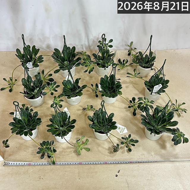 観葉植物 吊り下げ　プリムリナ リトルドラゴン 3号吊り鉢(個体おまかせ1鉢)　花鉢 オシャレ かわいい 珍しい レア 小さい インテリア セントポーリア |  | 06