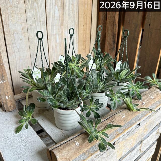 観葉植物 吊り下げ　プリムリナ リトルドラゴン 3号吊り鉢(個体おまかせ1鉢)　花鉢 オシャレ かわいい 珍しい レア 小さい インテリア セントポーリア |  | 06