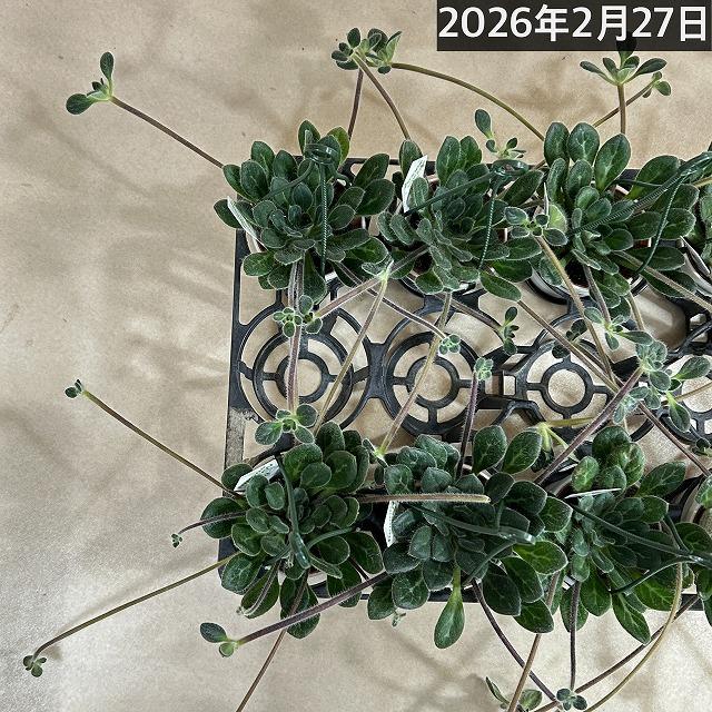 観葉植物 吊り下げ　プリムリナ リトルドラゴン 3号吊り鉢(個体おまかせ1鉢)　花鉢 オシャレ かわいい 珍しい レア 小さい インテリア セントポーリア |  | 07