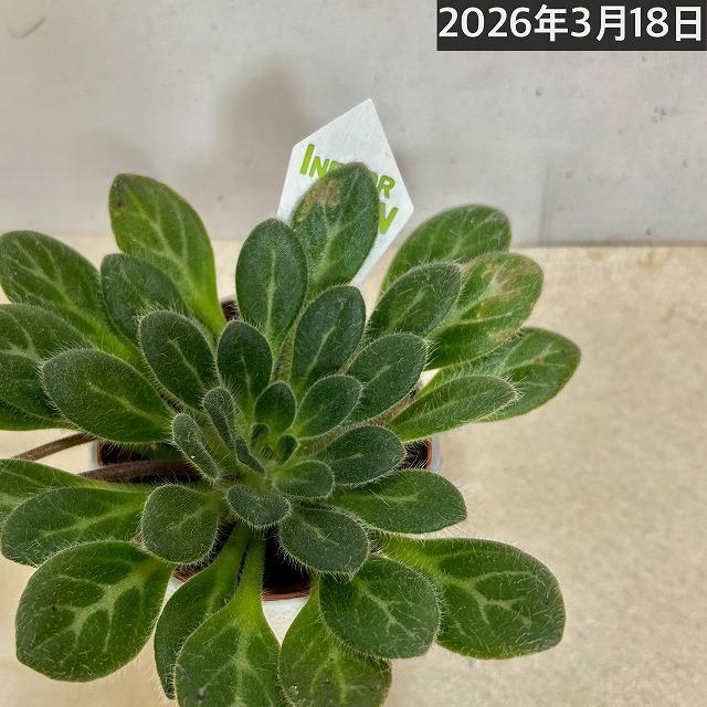 観葉植物 吊り下げ　プリムリナ リトルドラゴン 3号吊り鉢(個体おまかせ1鉢)　花鉢 オシャレ かわいい 珍しい レア 小さい インテリア セントポーリア |  | 07