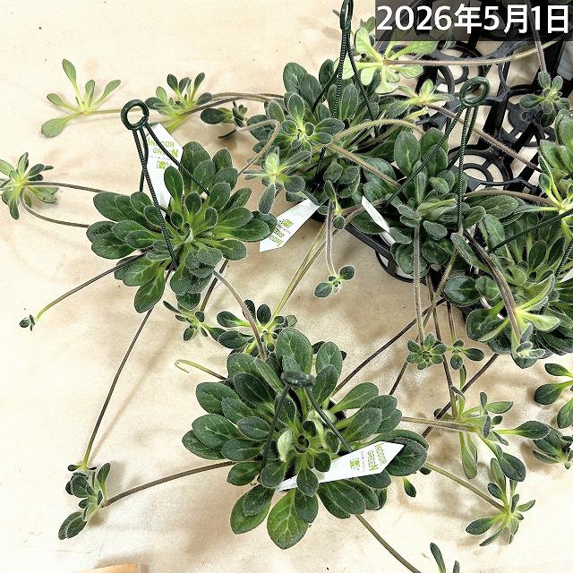 観葉植物 吊り下げ　プリムリナ リトルドラゴン 3号吊り鉢(個体おまかせ1鉢)　花鉢 オシャレ かわいい 珍しい レア 小さい インテリア セントポーリア |  | 07