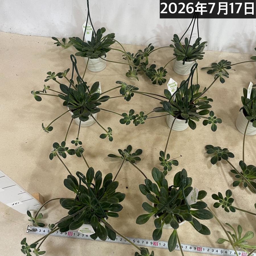 観葉植物 吊り下げ　プリムリナ リトルドラゴン 3号吊り鉢(個体おまかせ1鉢)　花鉢 オシャレ かわいい 珍しい レア 小さい インテリア セントポーリア |  | 07