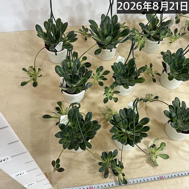 観葉植物 吊り下げ　プリムリナ リトルドラゴン 3号吊り鉢(個体おまかせ1鉢)　花鉢 オシャレ かわいい 珍しい レア 小さい インテリア セントポーリア |  | 07