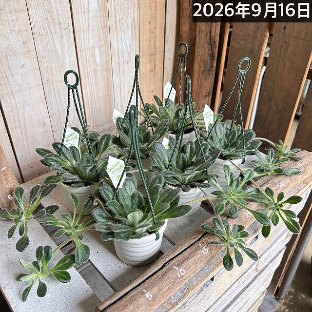 観葉植物 吊り下げ　プリムリナ リトルドラゴン 3号吊り鉢(個体おまかせ1鉢)　花鉢 オシャレ かわいい 珍しい レア 小さい インテリア セントポーリア |  | 07